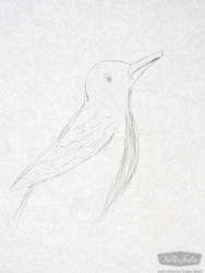 Bird 1