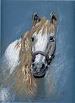 Horse by danuta50