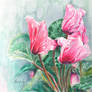 cyclamen