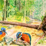 Kingfishers in forest