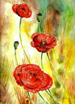 Popies by danuta50