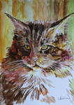 Maine coon by danuta50