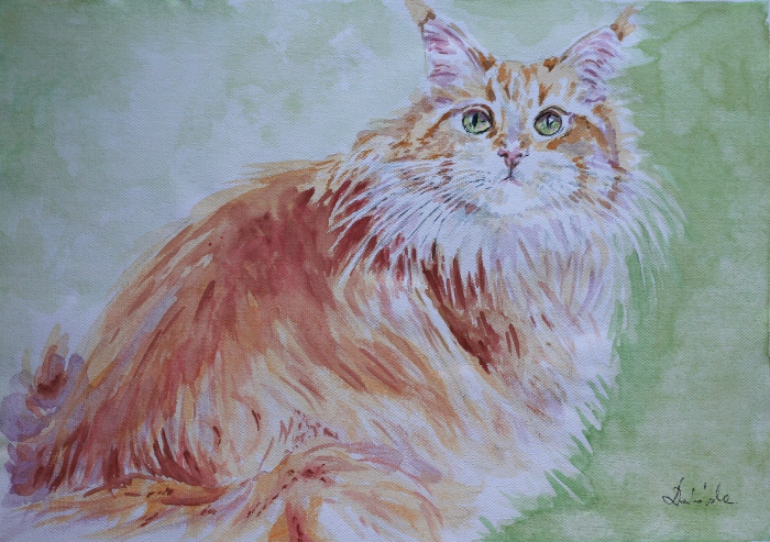 Maine coon