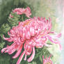 chrysanthemums