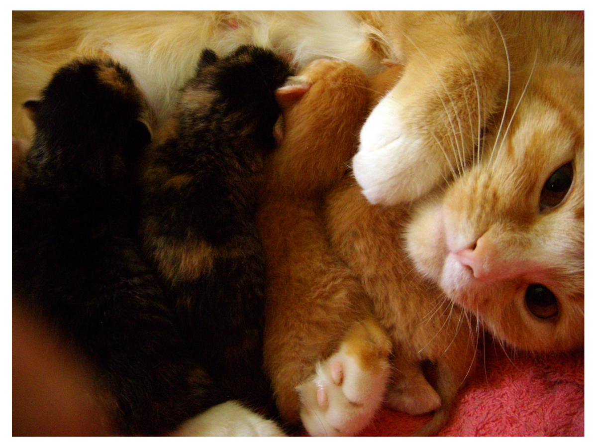 Newborn Kittens