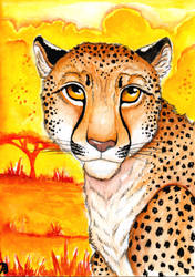 ACEO random - Cheetah