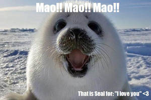 Seals Love Speek