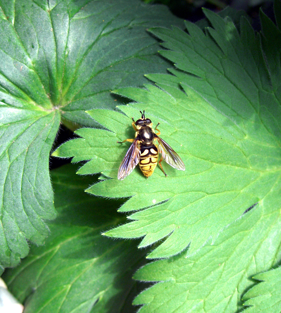 Bee