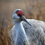 Sandhill Crane