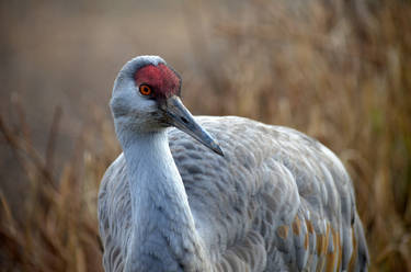 Sandhill Crane