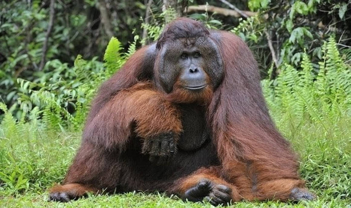 Bornean Orangutan By LordofTheJungle99 On DeviantArt bornean-orangutan-by-lordofthejungle99-on-deviantart