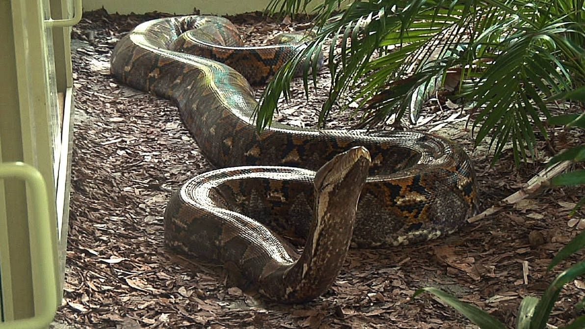 Snakes are longer. Сетчатый питон самый большой. Сетчатый питон и Анаконда.
