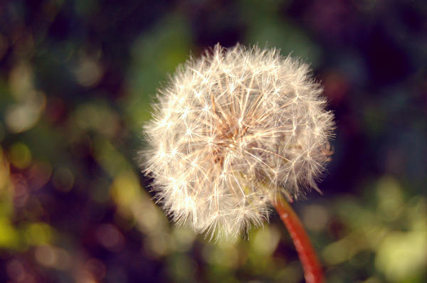 Last dandelion