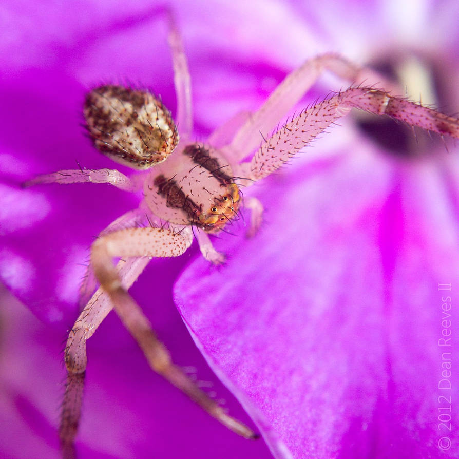 Mecaphesa celer 100112 by deanreevesii on DeviantArt