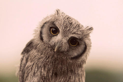 Wonder Owl