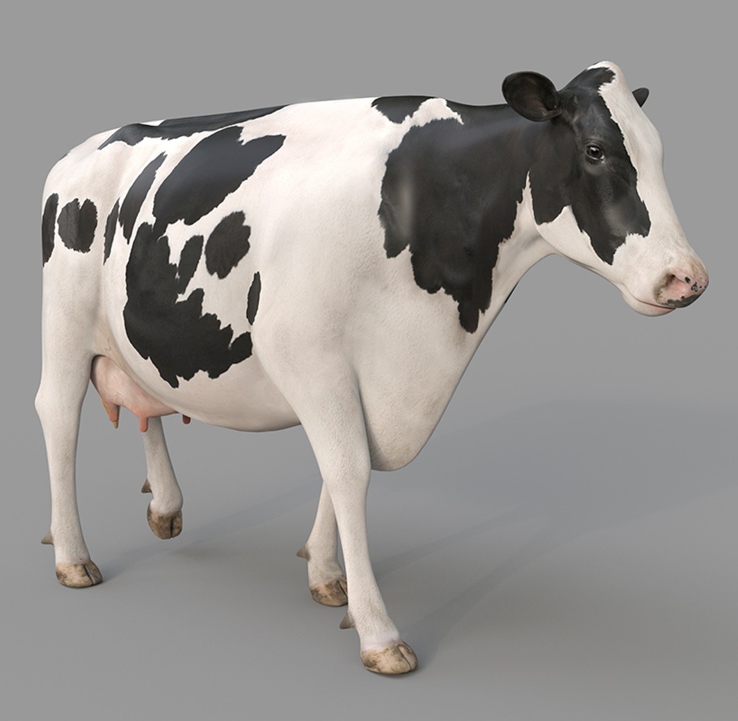 Cow Rear Model Cow PRO Holstein Rigged Free 3D Models by brahim26 on DeviantArt
