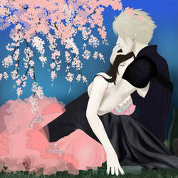 cherry blossoms