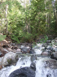 Forest Stream