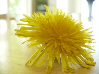 Dandelion 1