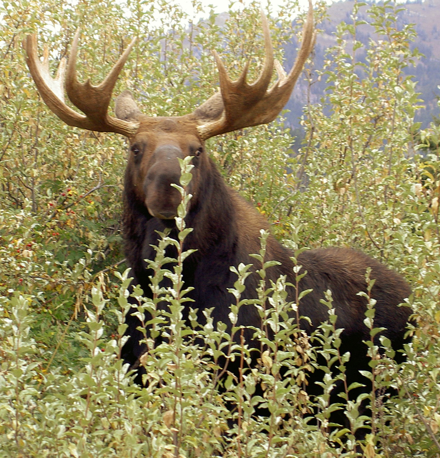 Moose