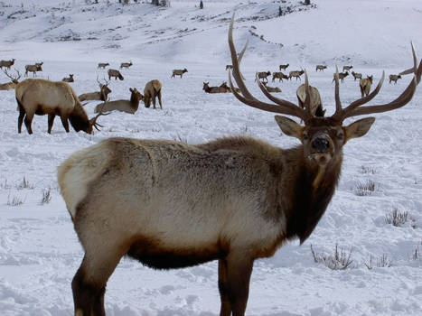 Bull Elk