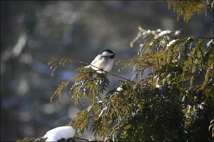 chickadee