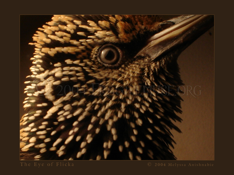 - the eye of Flicka by fragilemuse-org