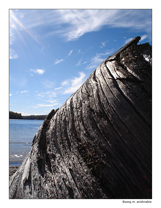 Driftwood 02 - Red Pine Lake