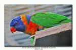 Trichoglossus haematodus by livinginoblivion