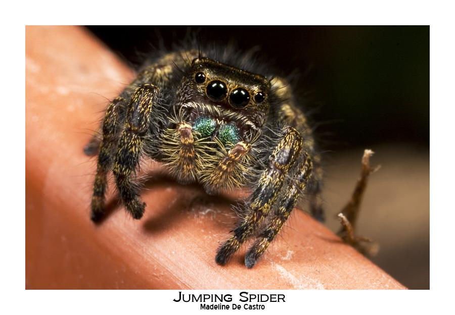 Jumping Spider