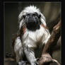 Cottontop Tamarin