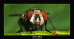 Diptera by livinginoblivion