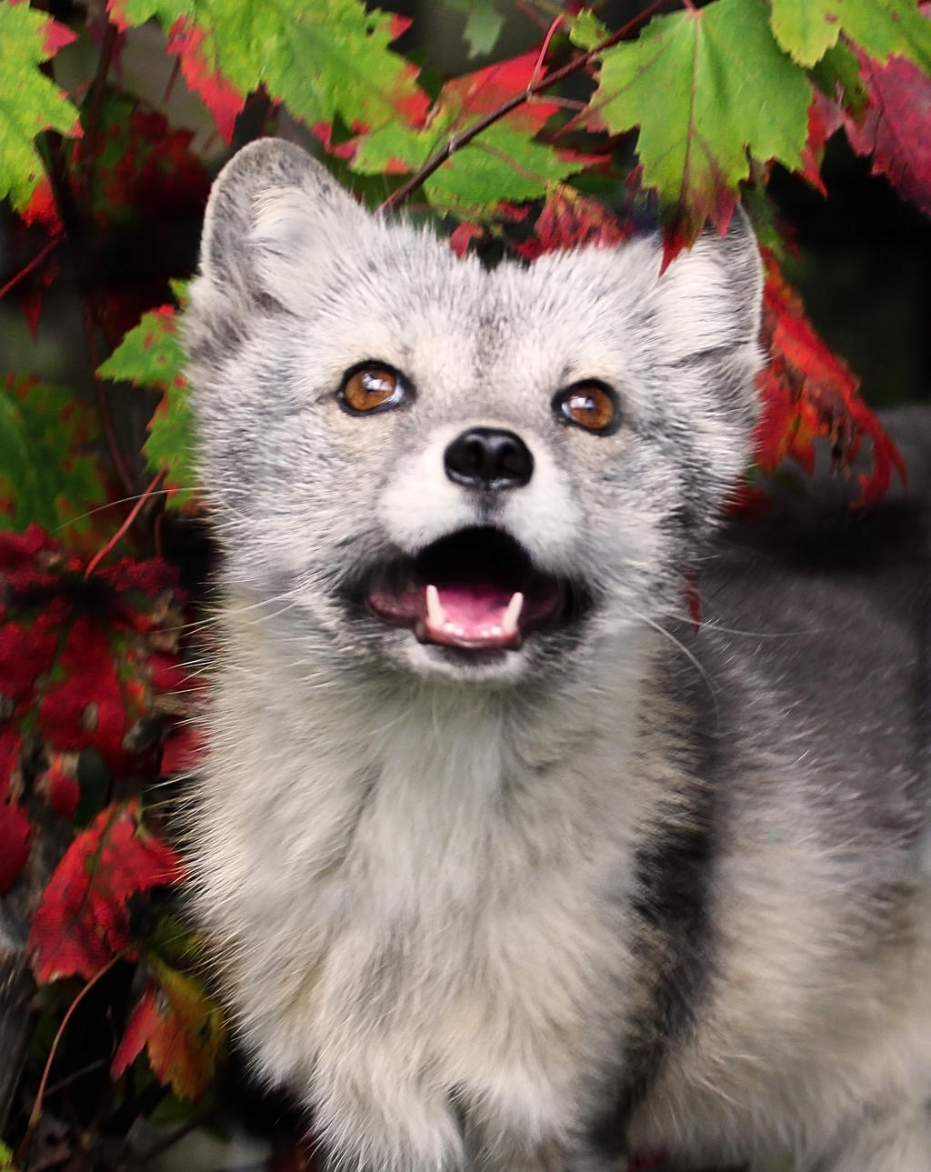 Fall Fox