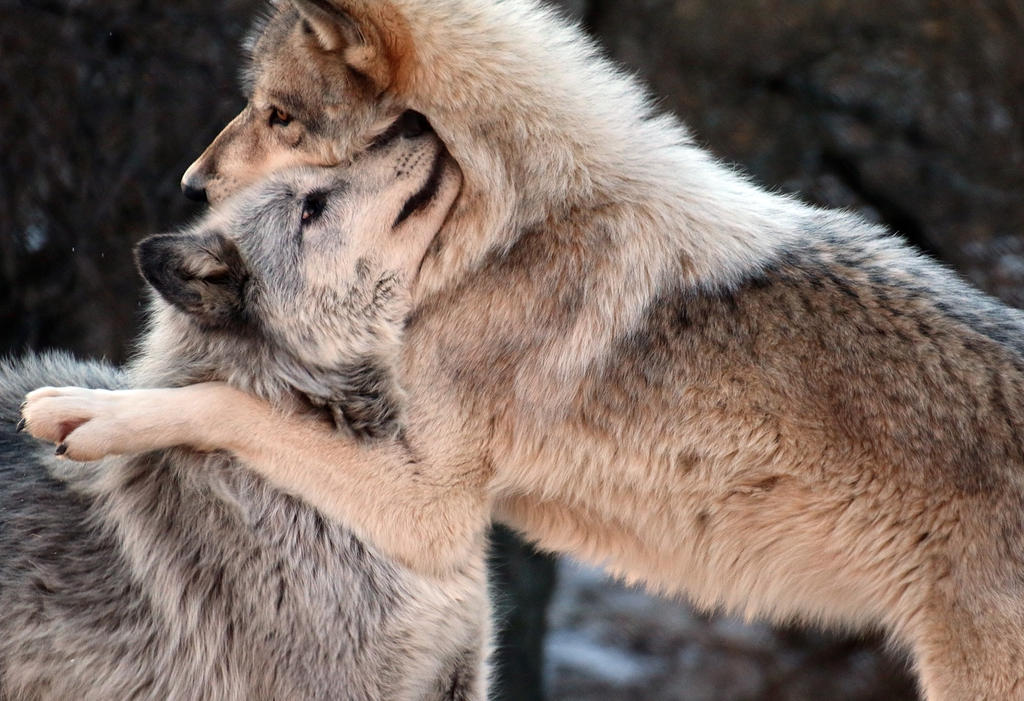 Полюбить волка. Обнимает волка. Волчица. Волки обнимаются. Обнимашки волки.