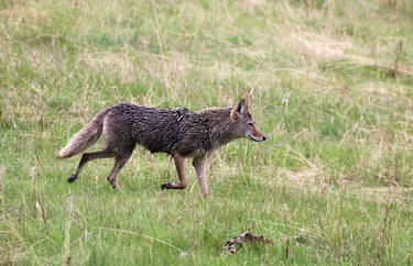 Hunting in Spring Rain