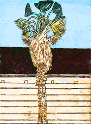 Shaggy Palm Tree