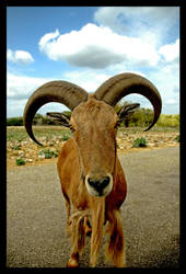 Aoudad