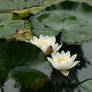 Water Lilies 01