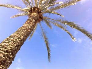 palmtree