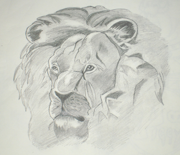 Lion Sketch