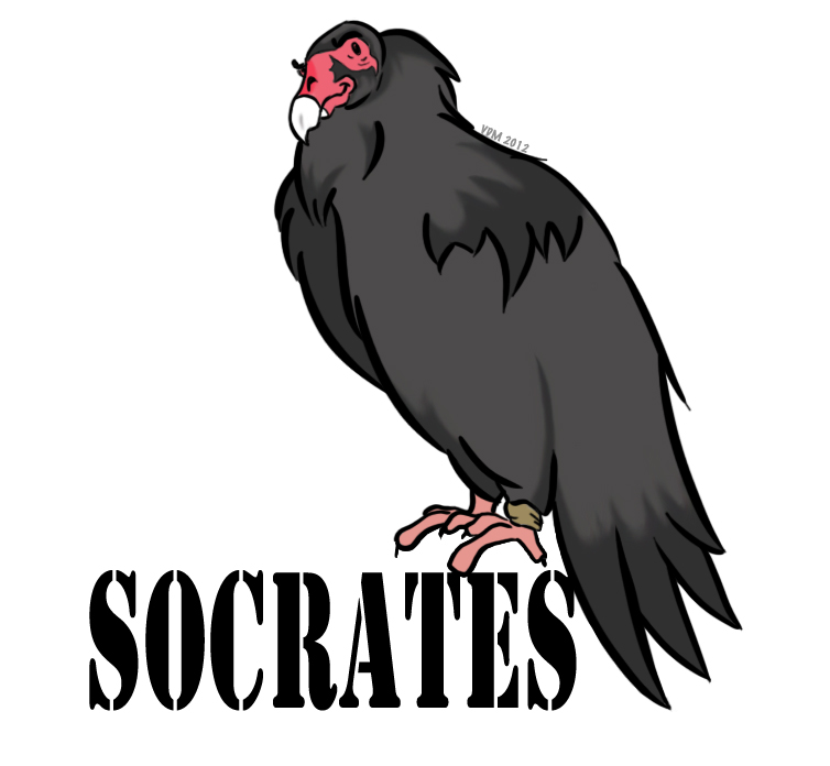 Socrates the Turkey Vulture 01