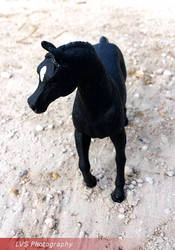 Desert Horse