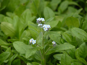 Myosotis