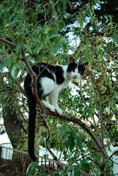 croatian cat2