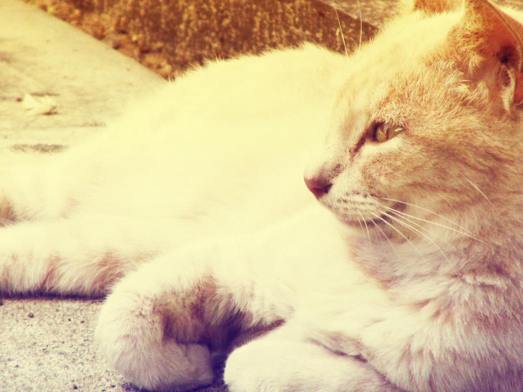 Mia Cat 2 by Azurha on DeviantArt