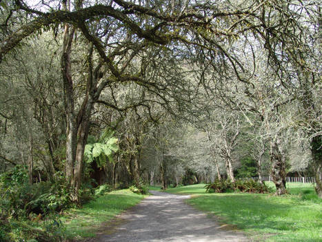 hanging trees