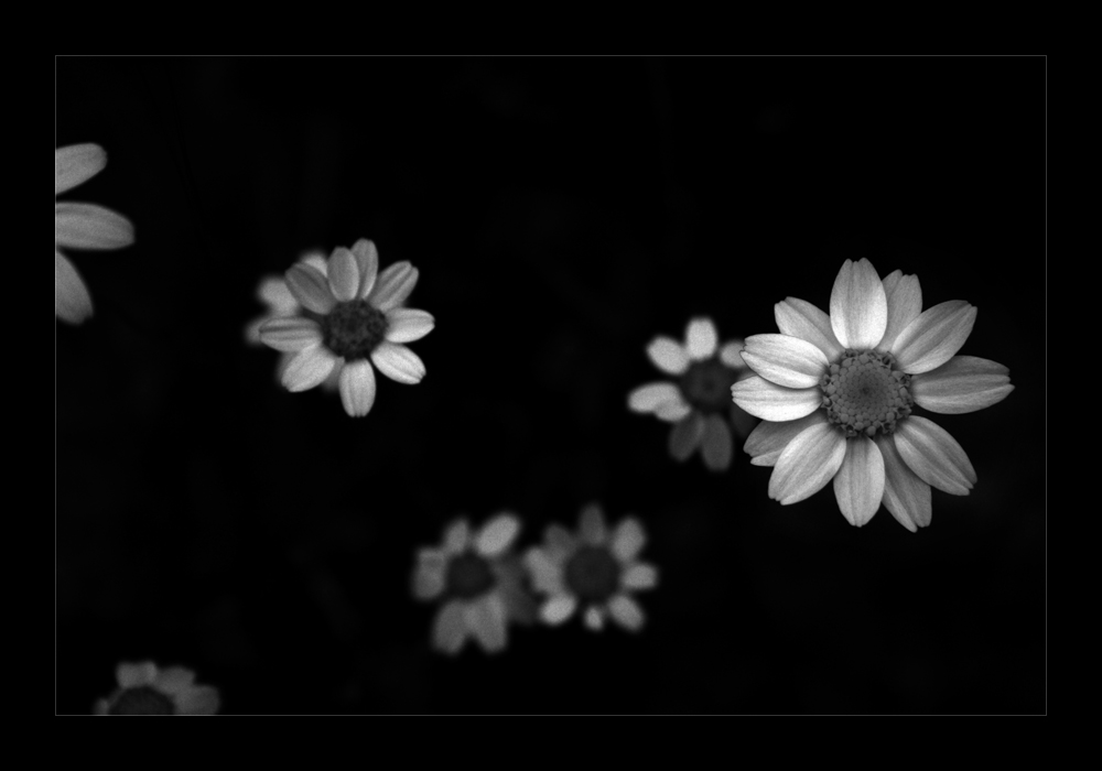 Daisies in the dark