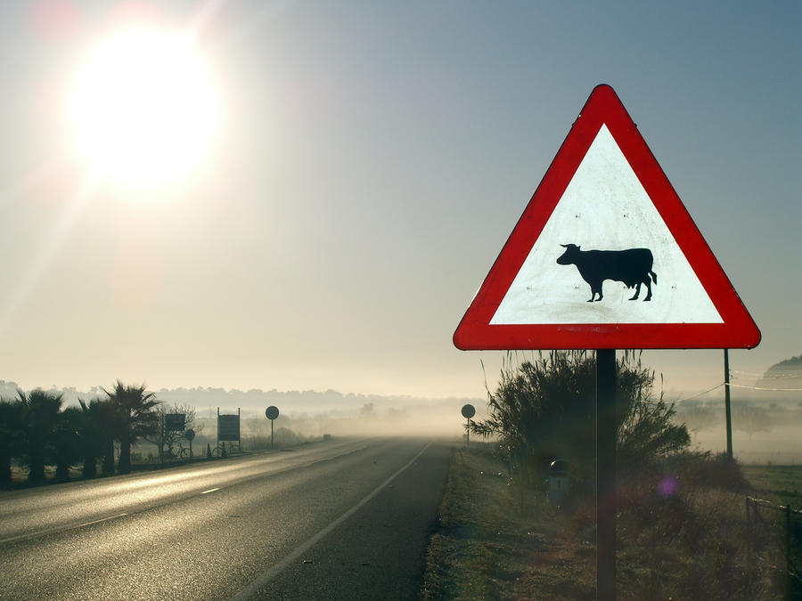 Danger cow signal in the fog