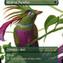 Birds Of Paradise