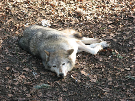 Lazing About In The Leaves